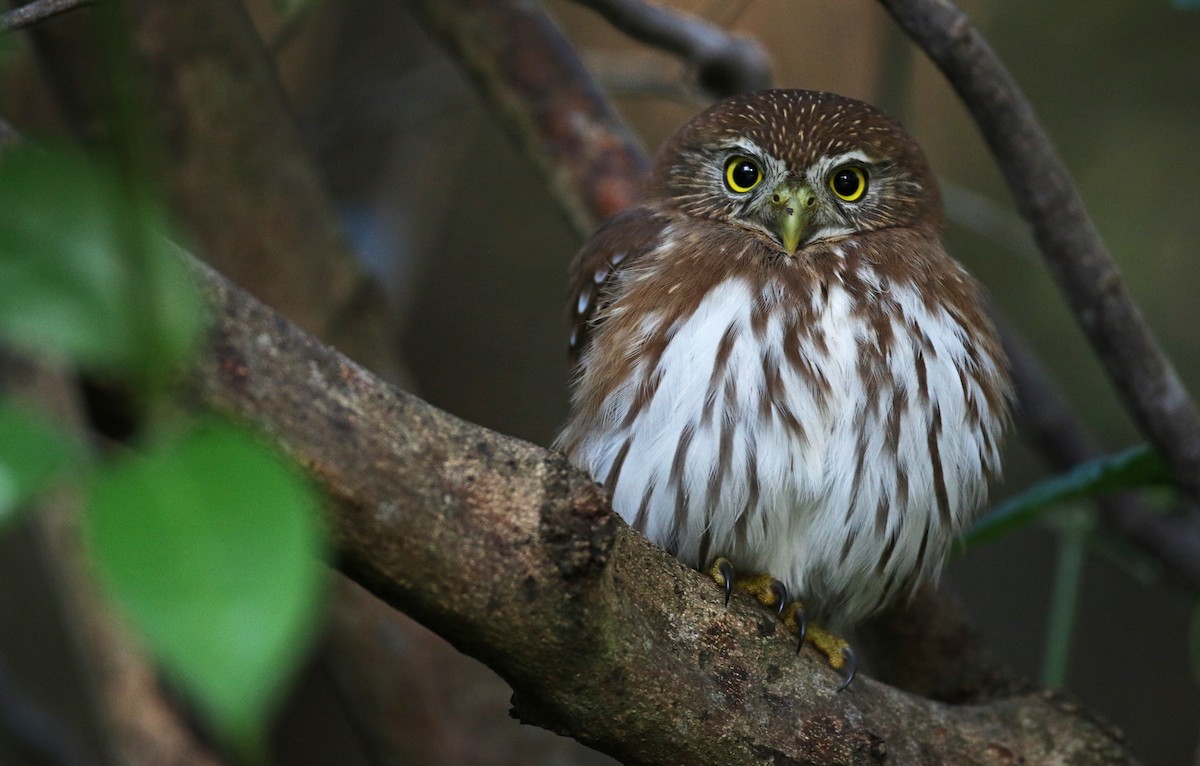 Ferruginous Pygmy-Owl - ML31703441