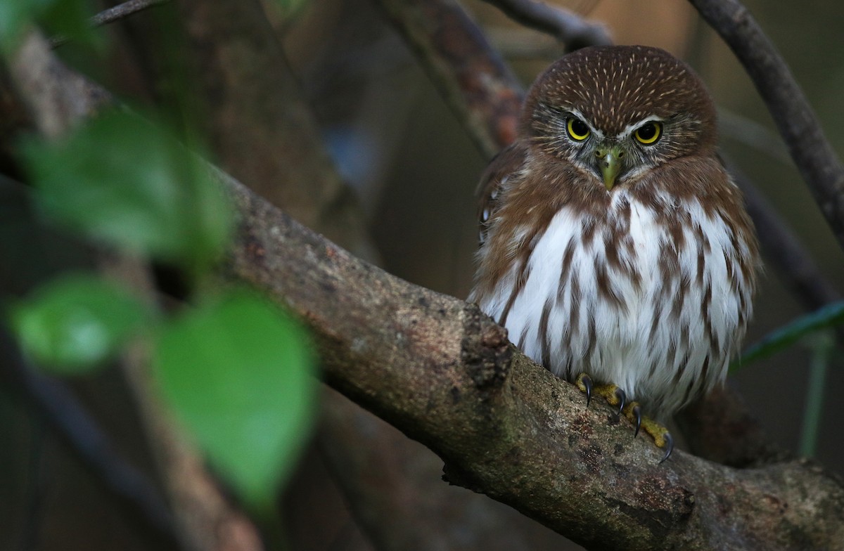 Ferruginous Pygmy-Owl - Ian Davies