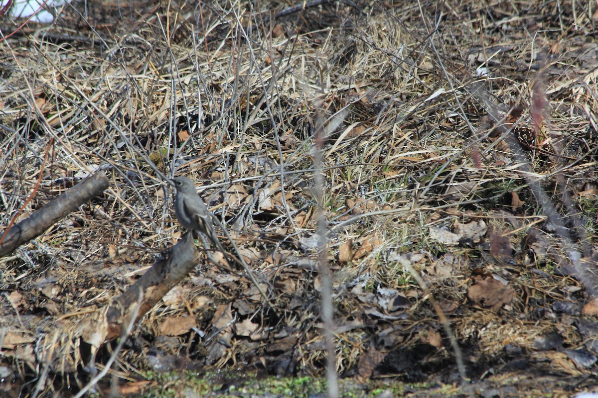 Townsend's Solitaire - ML317035091