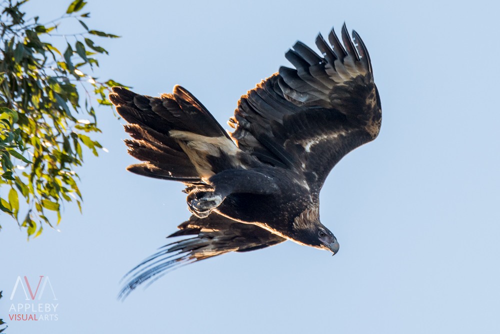 Wedge-tailed Eagle - Rodney Appleby