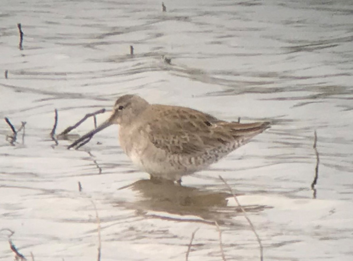 Long-billed Dowitcher - ML317037421