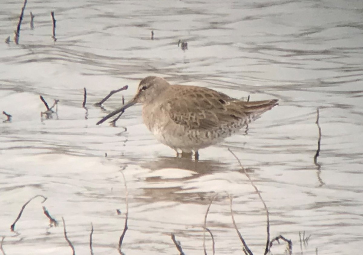 Long-billed Dowitcher - ML317037441
