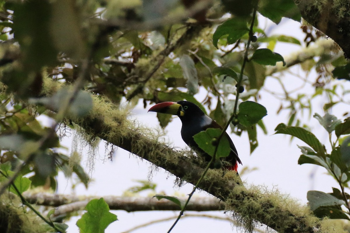 Gray-breasted Mountain-Toucan - ML317040961