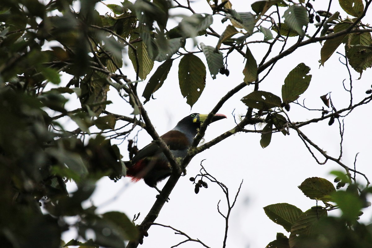Gray-breasted Mountain-Toucan - ML317041081