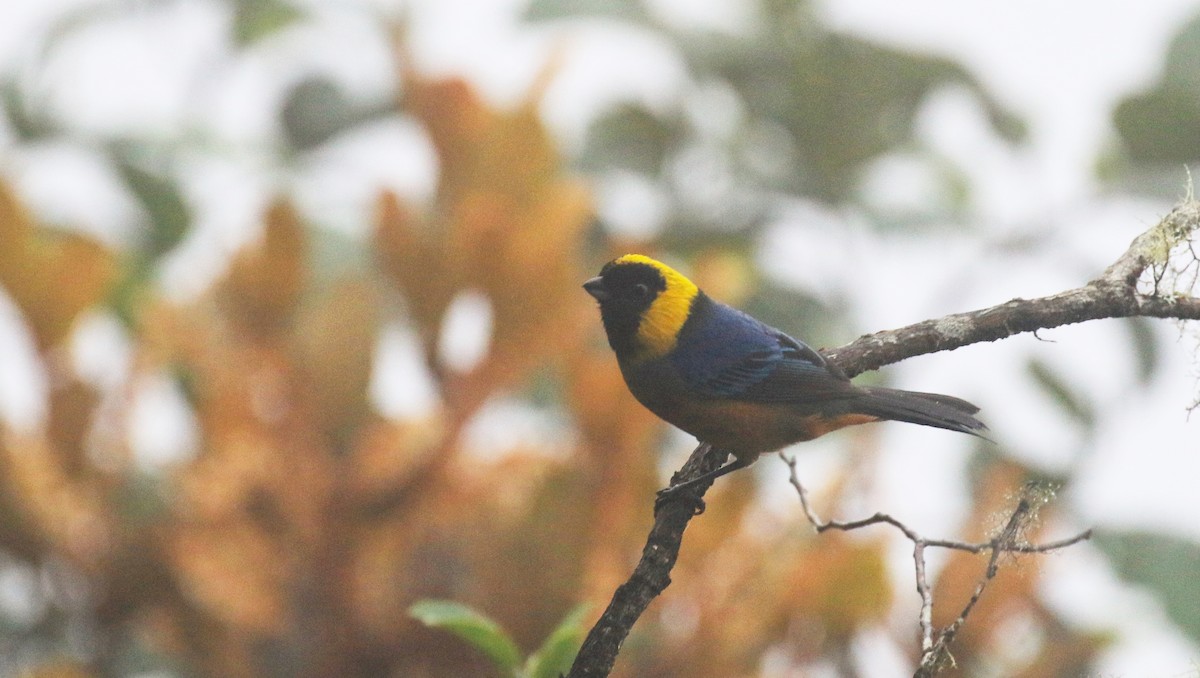 Golden-collared Tanager - ML317041611