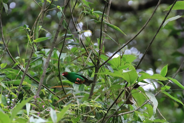 Grass-green Tanager