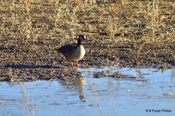 Greater White-fronted x Canada Goose (hybrid) - ML317046461