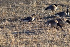 Greater White-fronted Goose - ML317046901