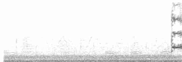 Western Grebe - ML317048011