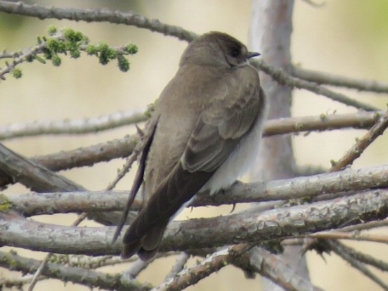Northern Rough-winged Swallow - Jim Crumpler