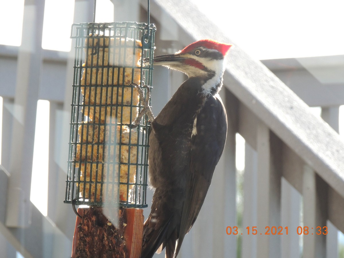 Pileated Woodpecker - ML317056671