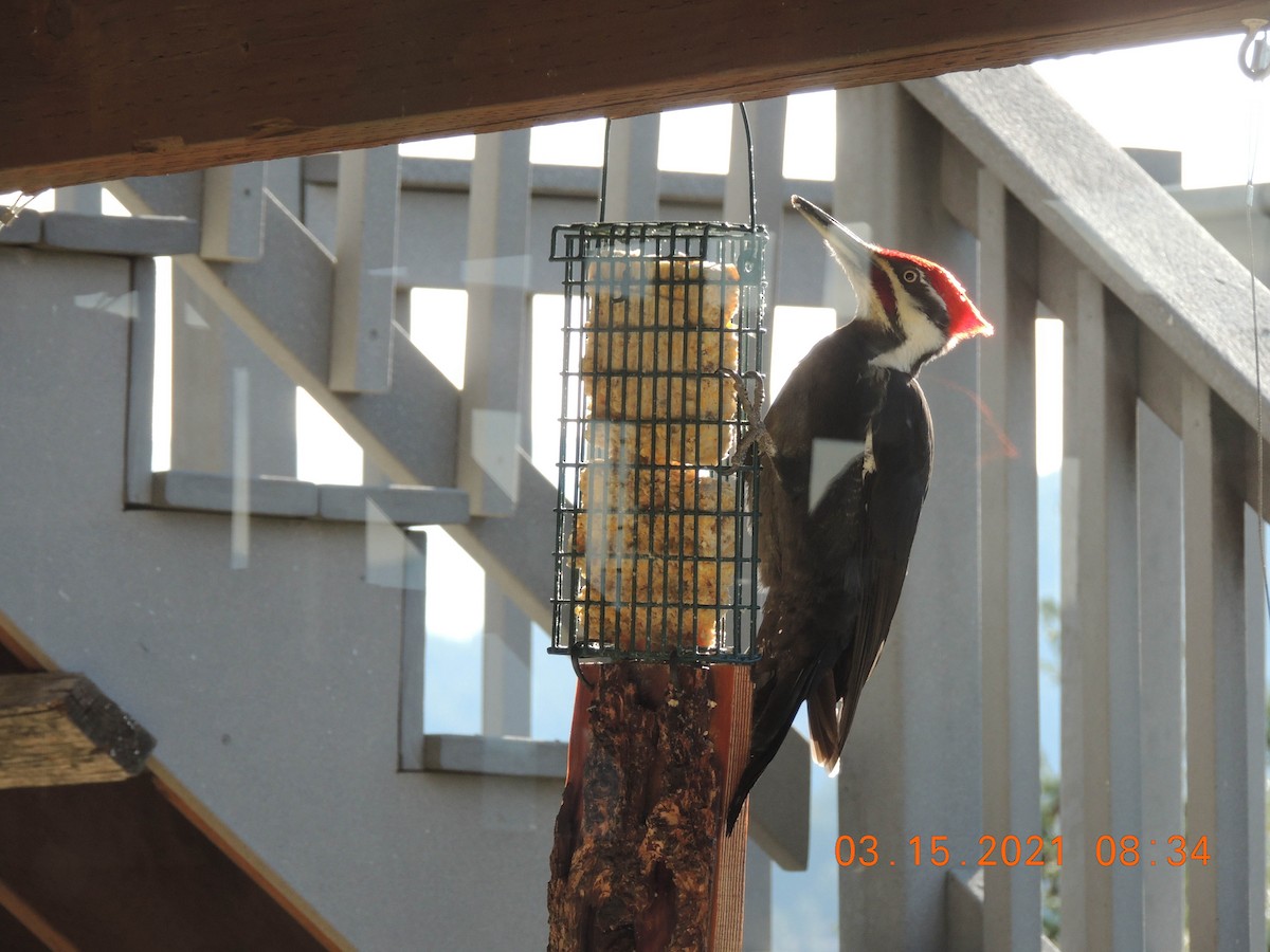 Pileated Woodpecker - ML317056791