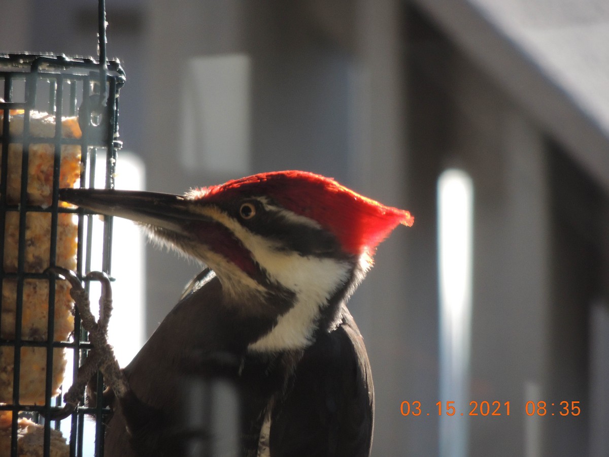 Pileated Woodpecker - ML317056951