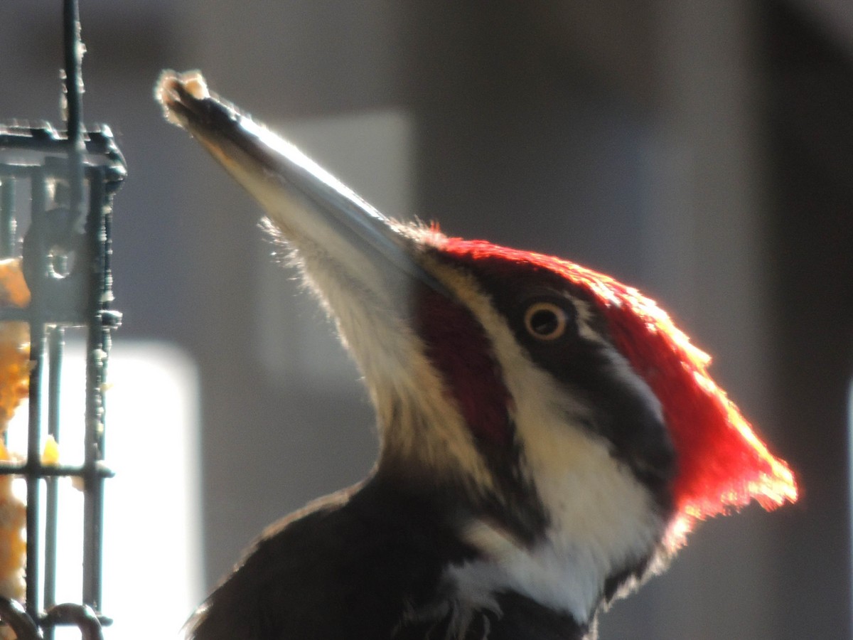 Pileated Woodpecker - ML317057011