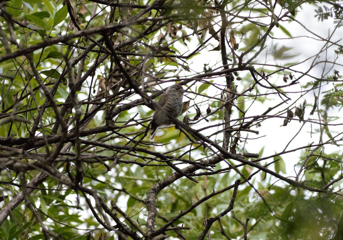 White-barred Piculet - ML317058541