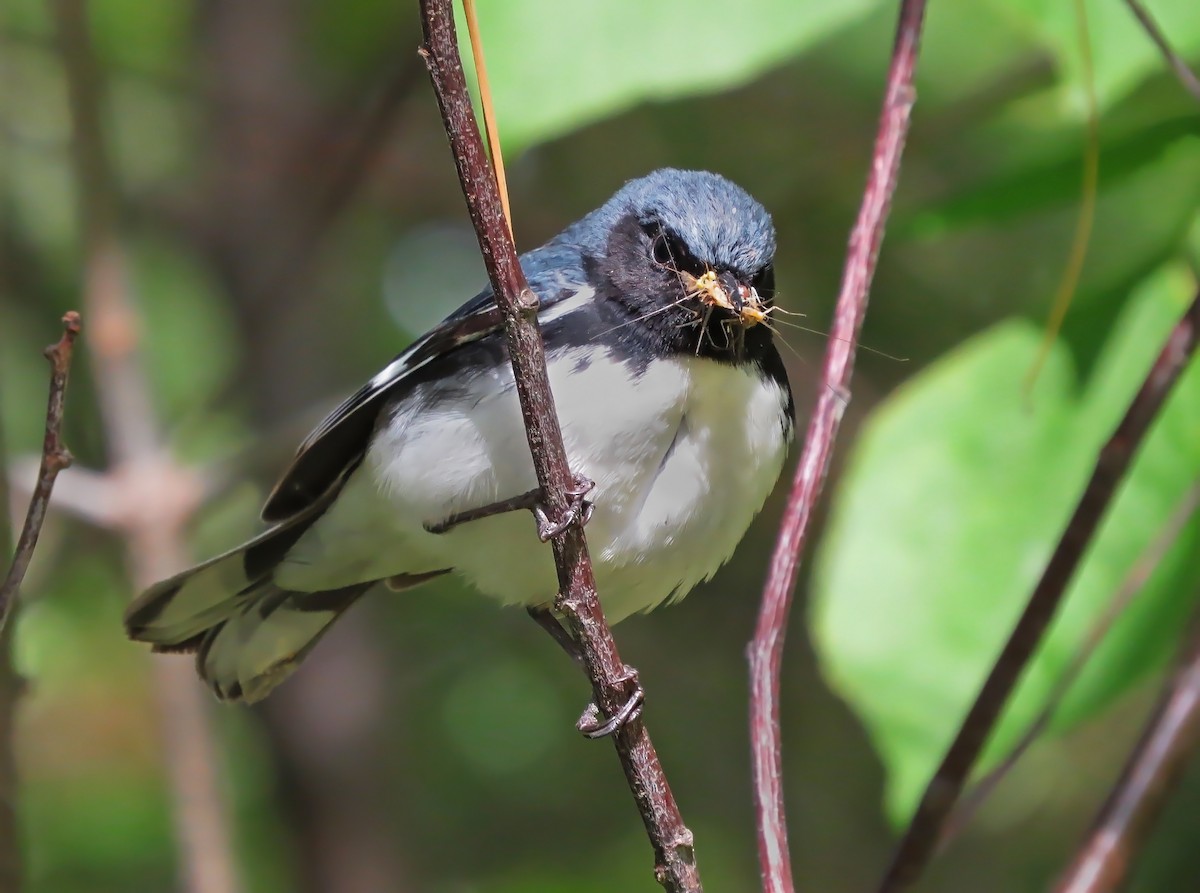 Black-throated Blue Warbler - ML31706181