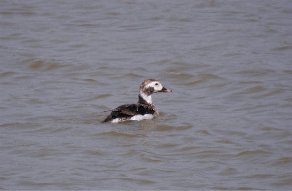 Long-tailed Duck - ML317061951