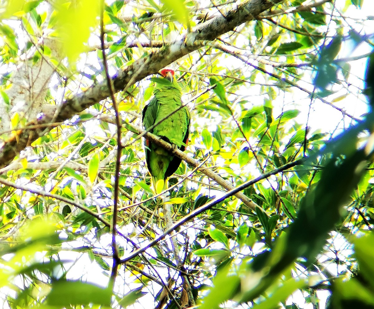 Red-lored Parrot - Guatemala Quest
