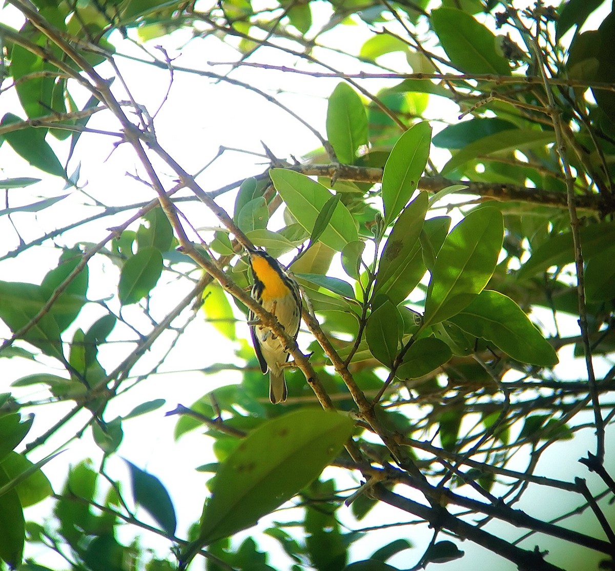 Yellow-throated Warbler - Guatemala Quest