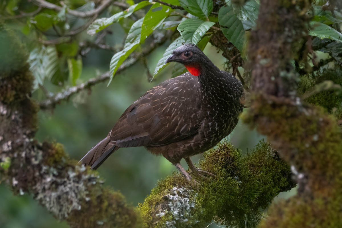 Red-faced Guan - Pablo Re