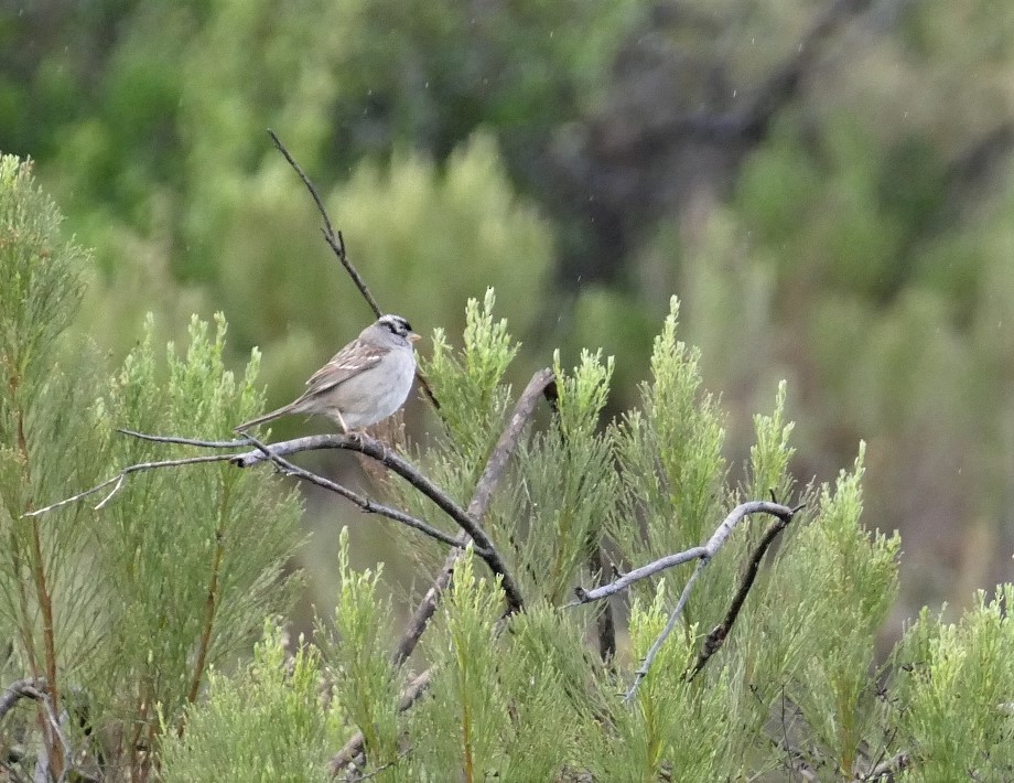 White-crowned Sparrow - Diane Stinson