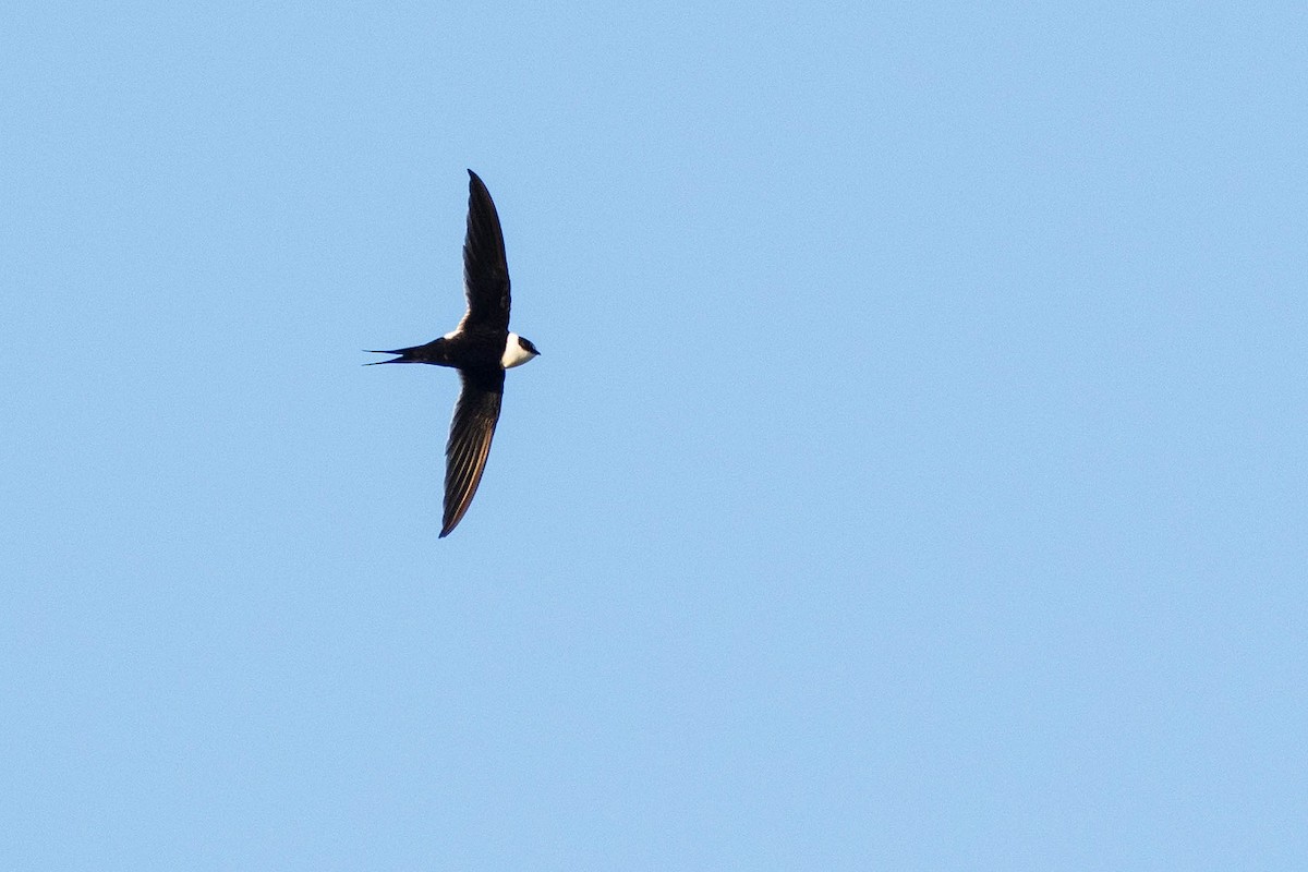 Great Swallow-tailed Swift - Antonio Robles