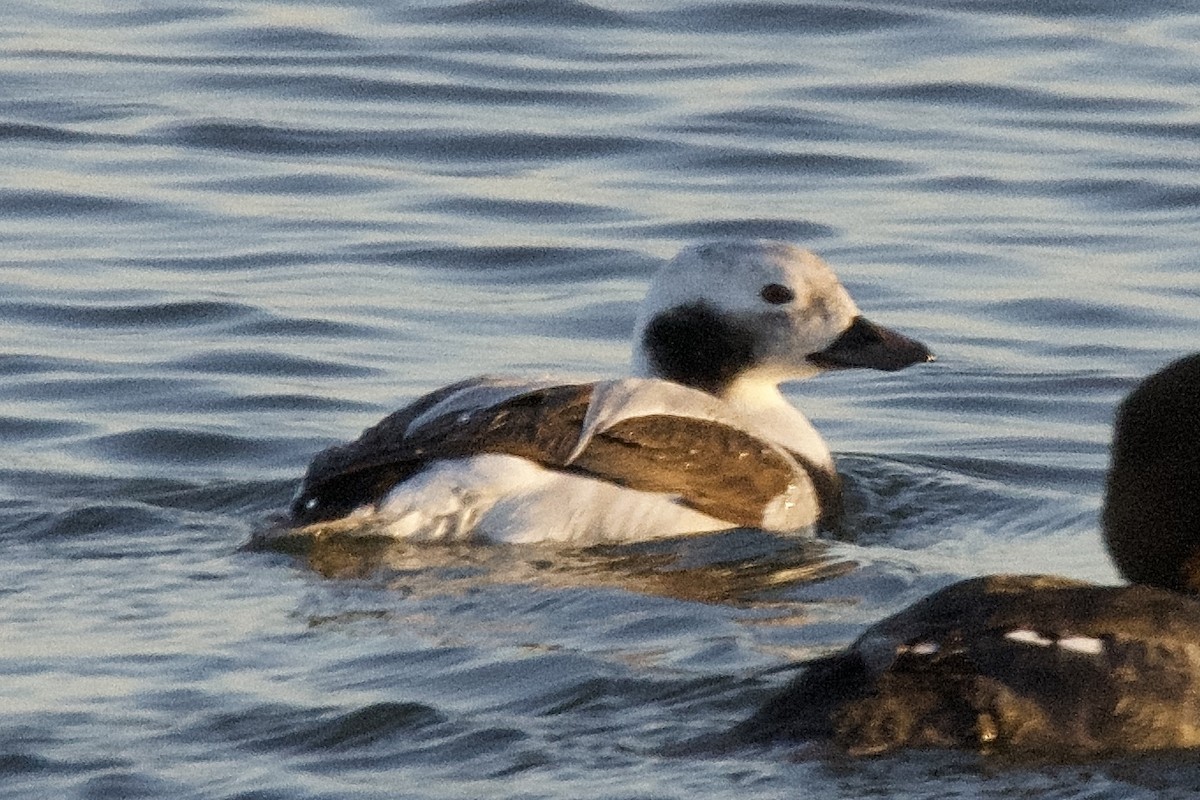 Long-tailed Duck - ML317086651