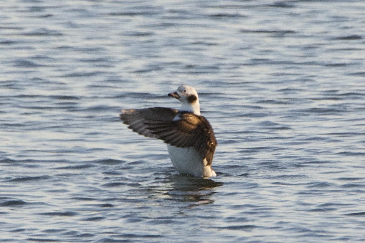 Long-tailed Duck - ML317086731