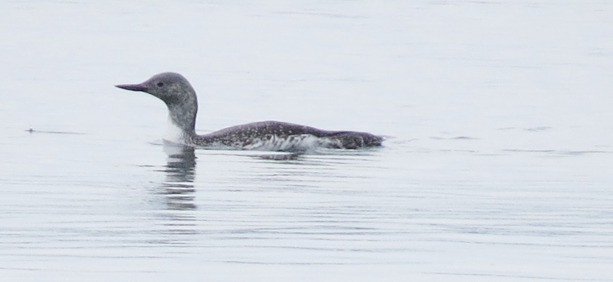 Red-throated Loon - James Hirtle
