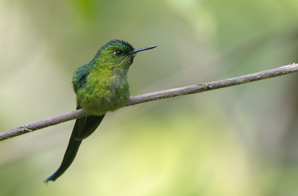 Long-tailed Sylph - ML317089821