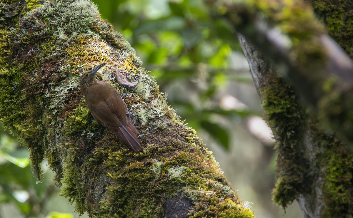 Strong-billed Woodcreeper - ML317090401