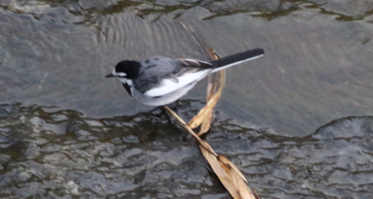 White Wagtail (Black-backed) - ML317090701