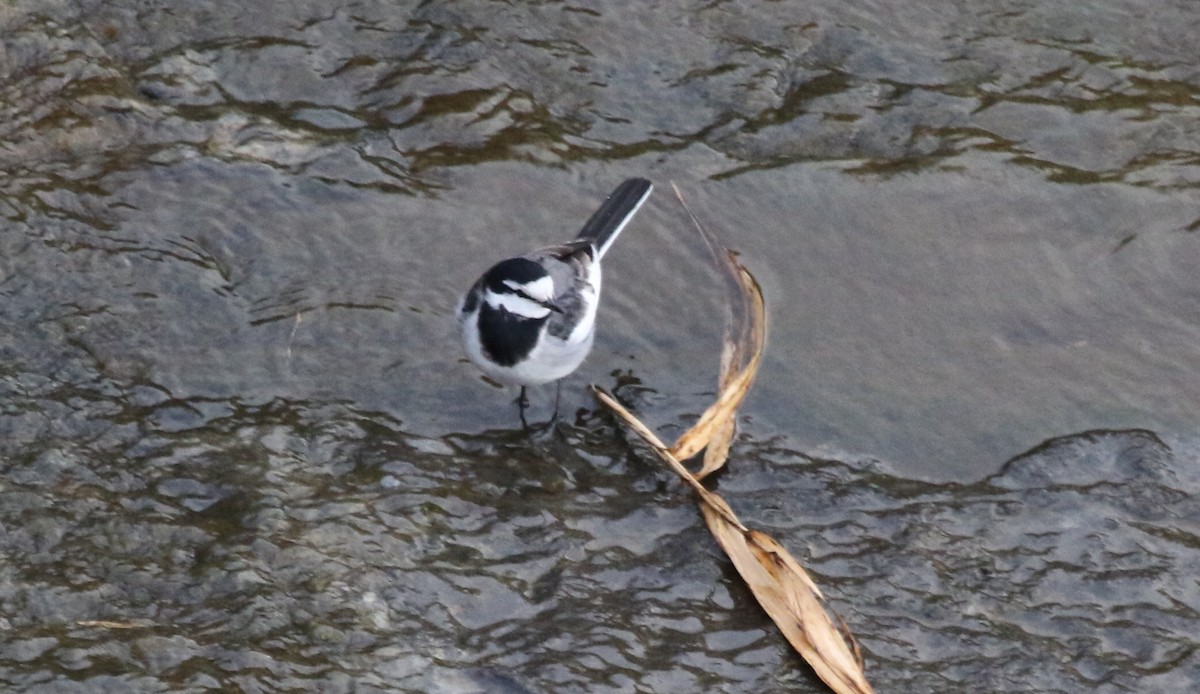 White Wagtail (Black-backed) - ML317090751