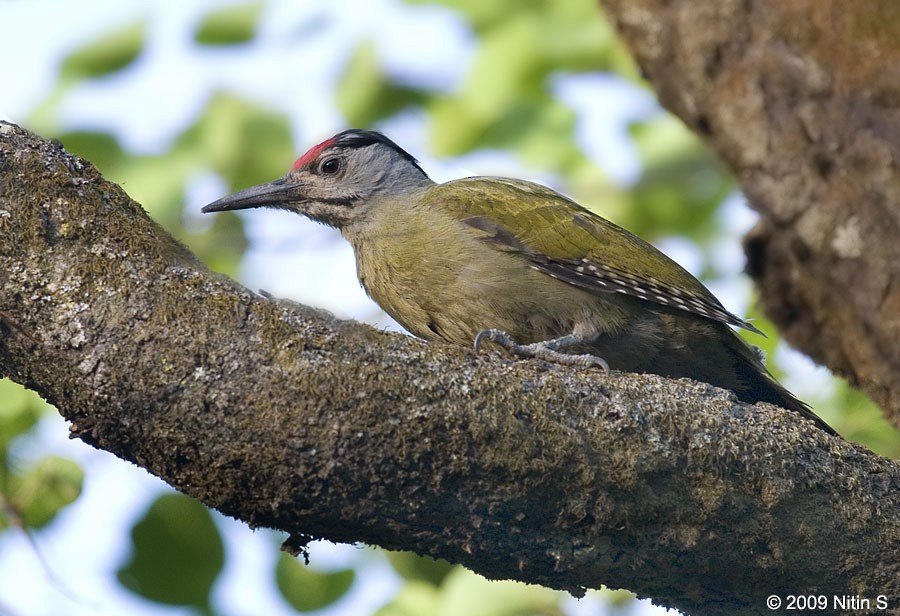 Gray-capped Pygmy Woodpecker - Nitin Srinivasa Murthy