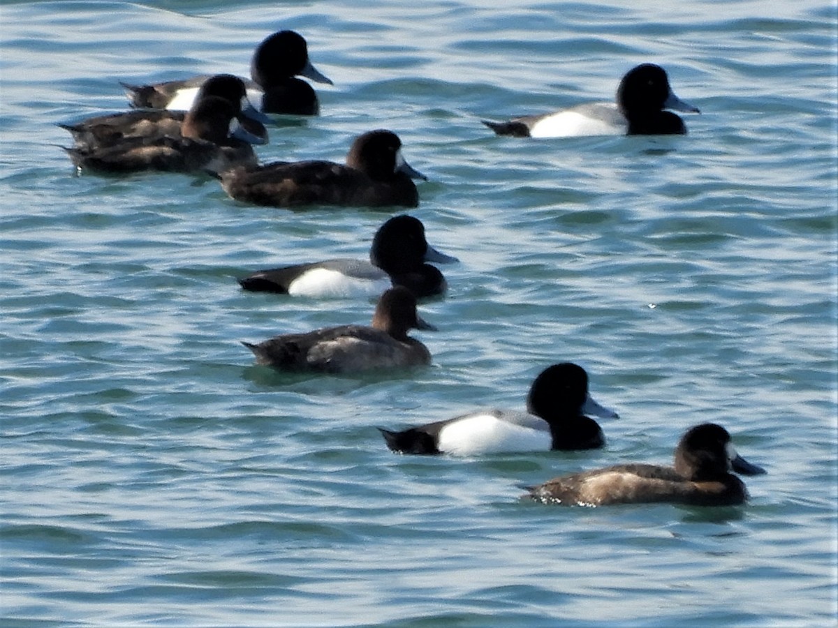Greater Scaup - ML317099291