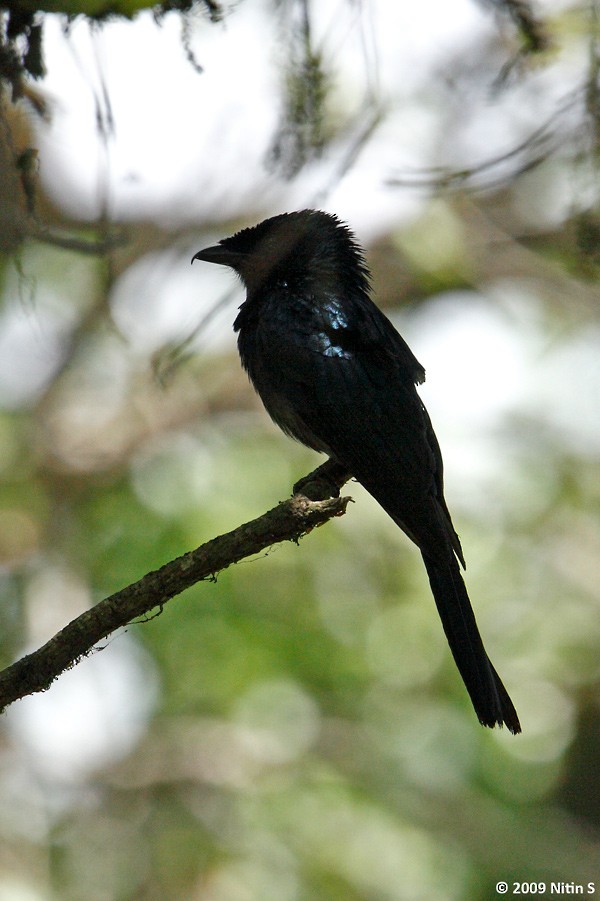 Lesser Racket-tailed Drongo - ML317100481