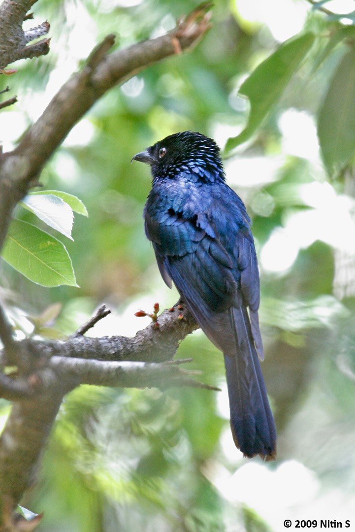 Lesser Racket-tailed Drongo - ML317100491