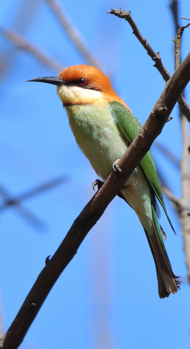 Chestnut-headed Bee-eater - ML317102111