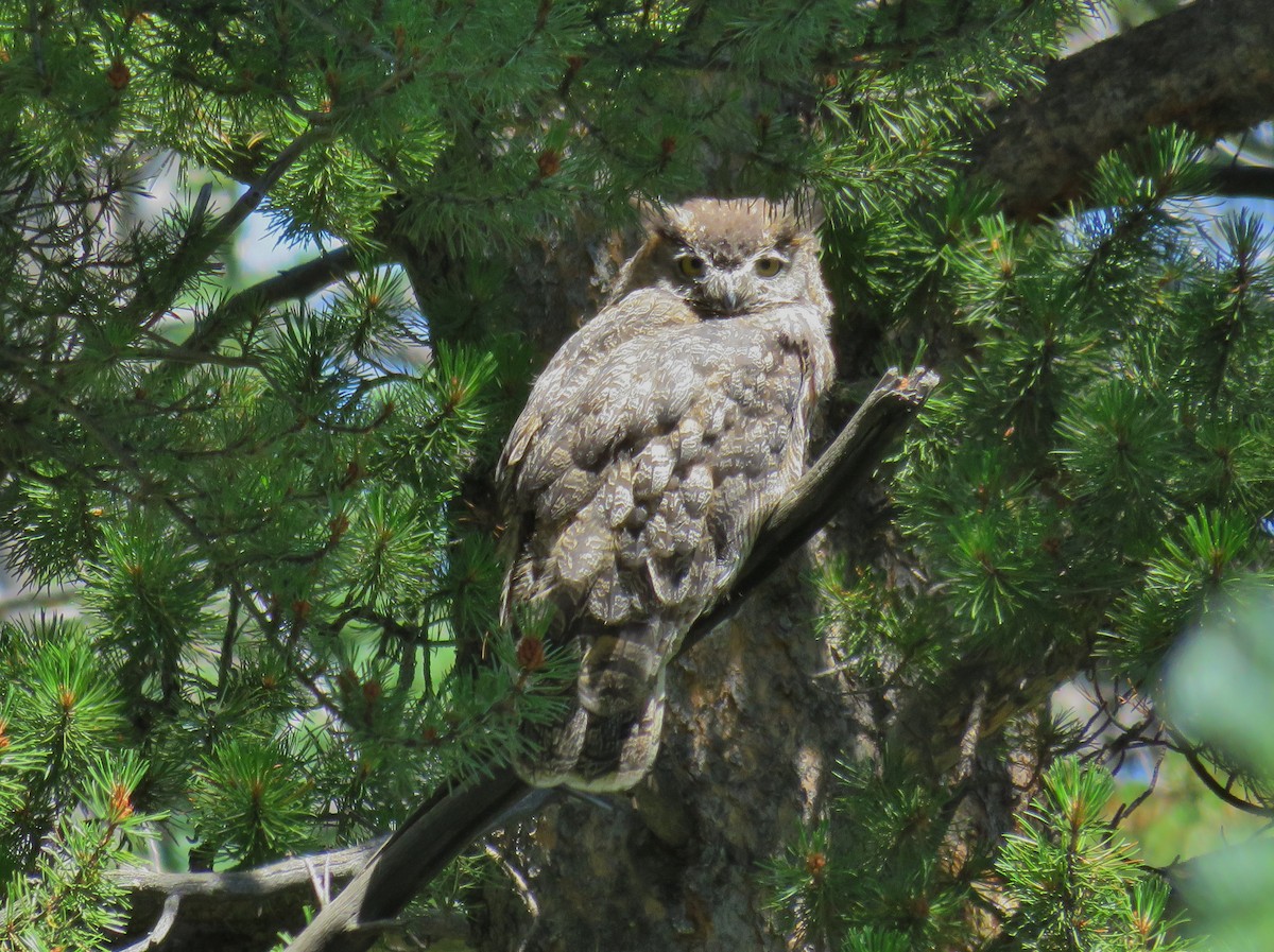 Great Horned Owl - JoAnn Potter Riggle 🦤