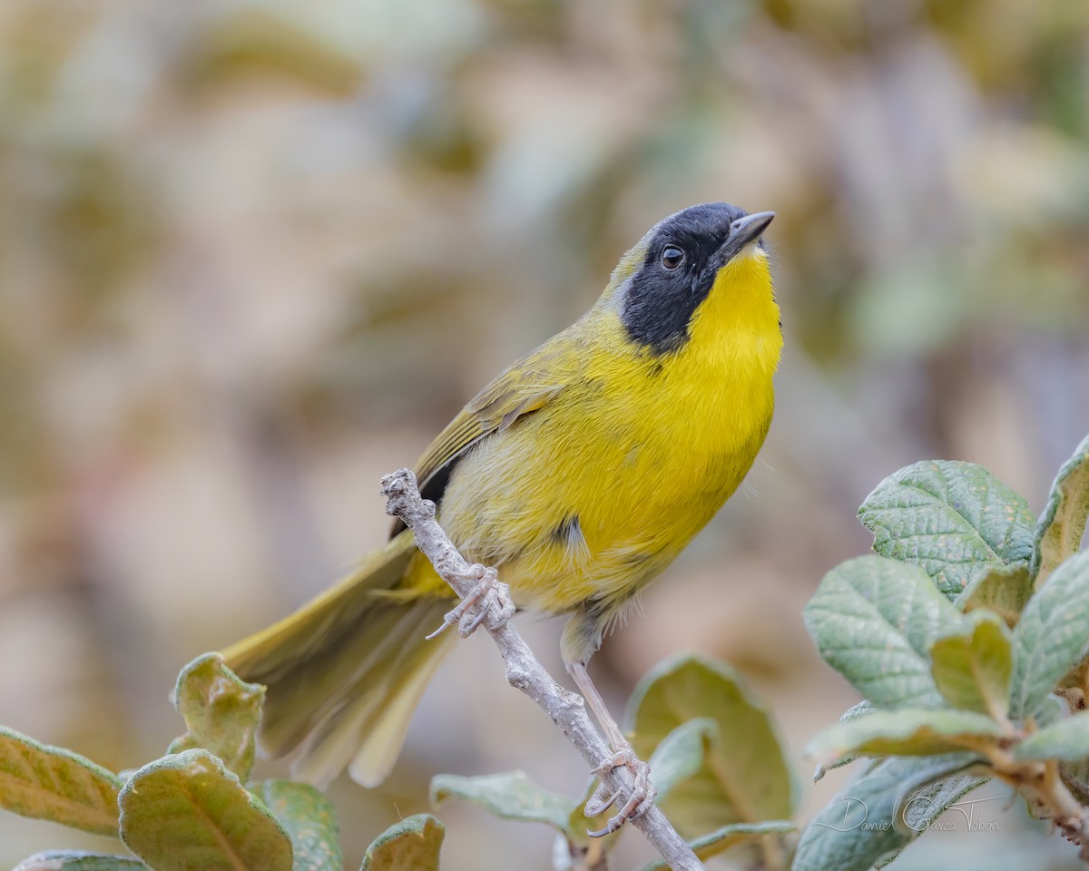 Hooded Yellowthroat - ML317108851