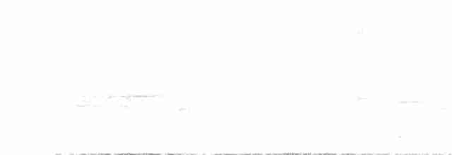 Колібрі-шаблекрил юкатанський (підвид excellens) - ML317111811