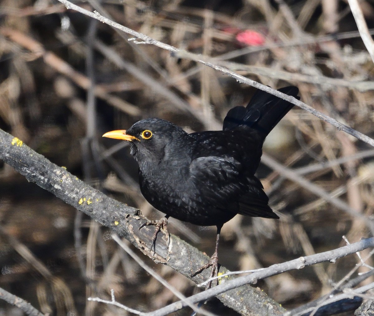 Eurasian Blackbird - ML317116131