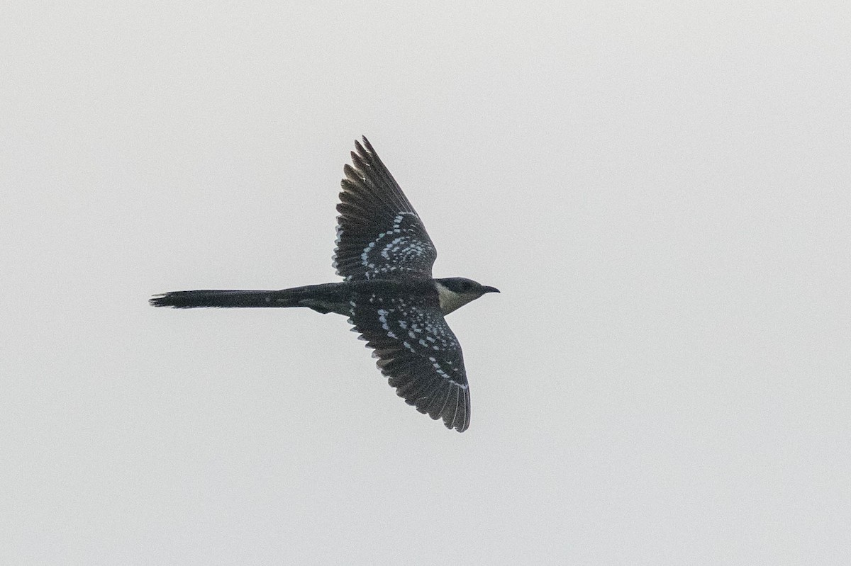 Great Spotted Cuckoo - ML317121951