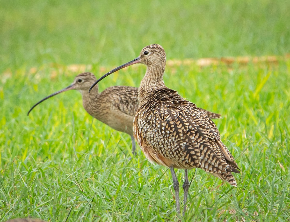 Long-billed Curlew - bj worth