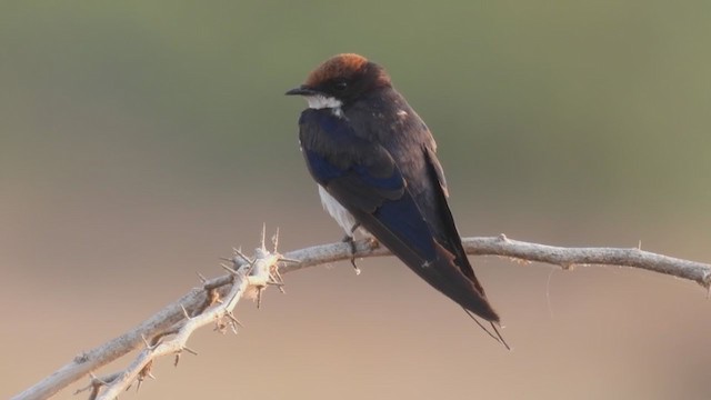 Wire-tailed Swallow - ML317125661