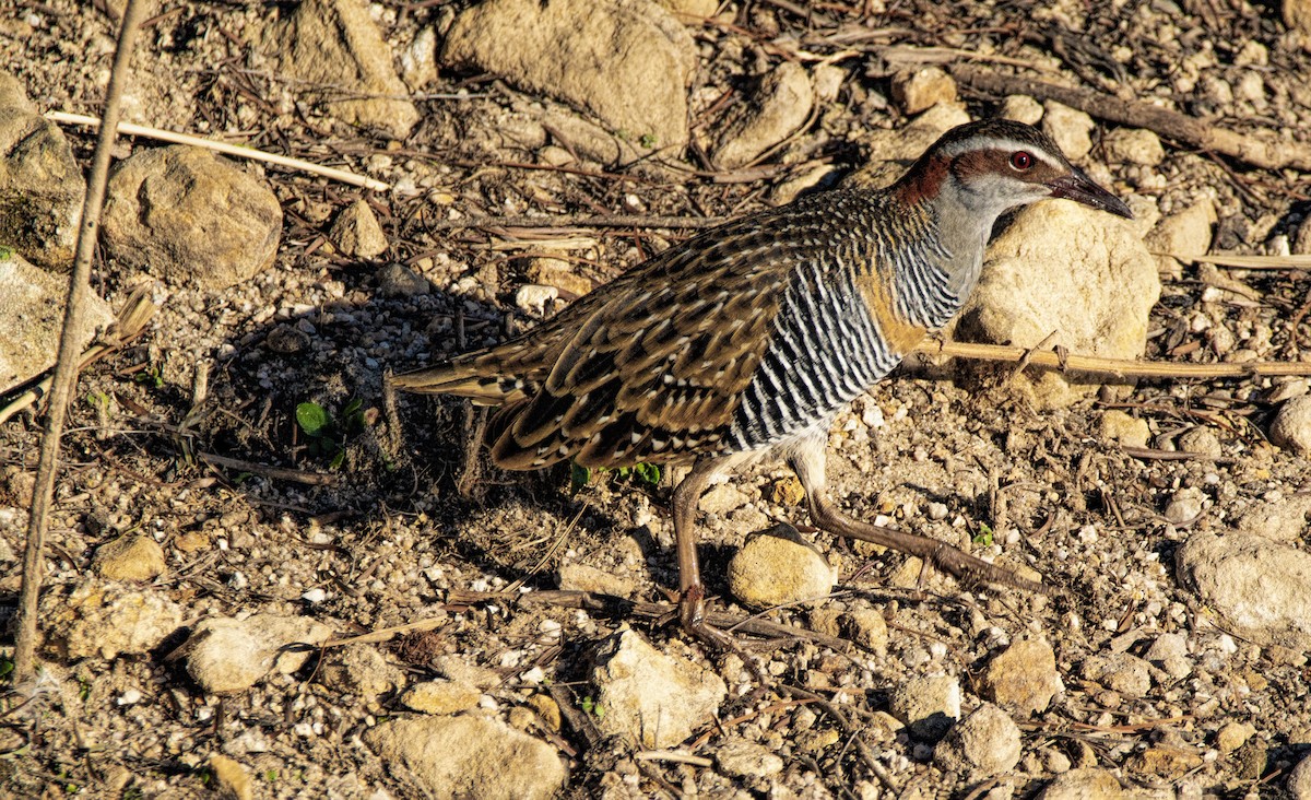eBird Checklist 12 May 2018 Gleeson Park (Stanthorpe) 17 species