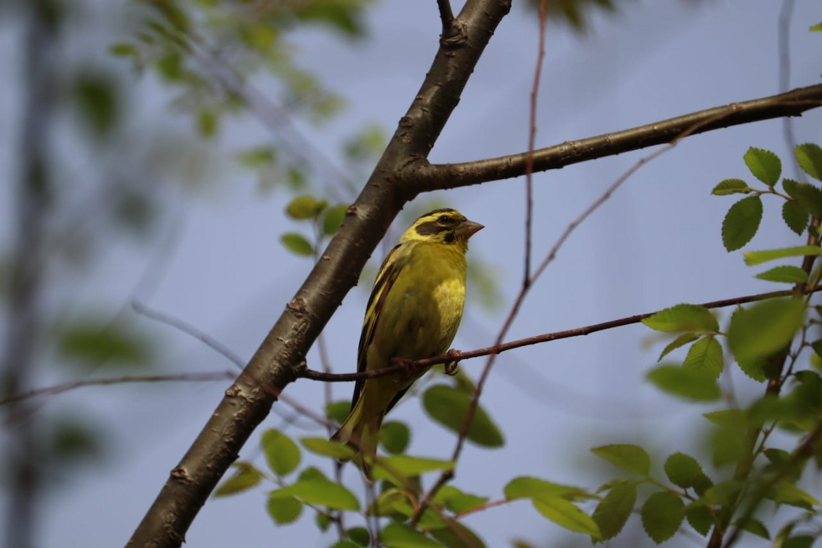 Yellow-breasted Greenfinch - ML317135741