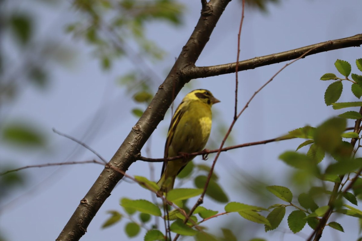 Yellow-breasted Greenfinch - ML317135771