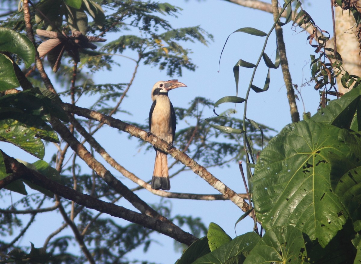 Mindanao Hornbill - William Price