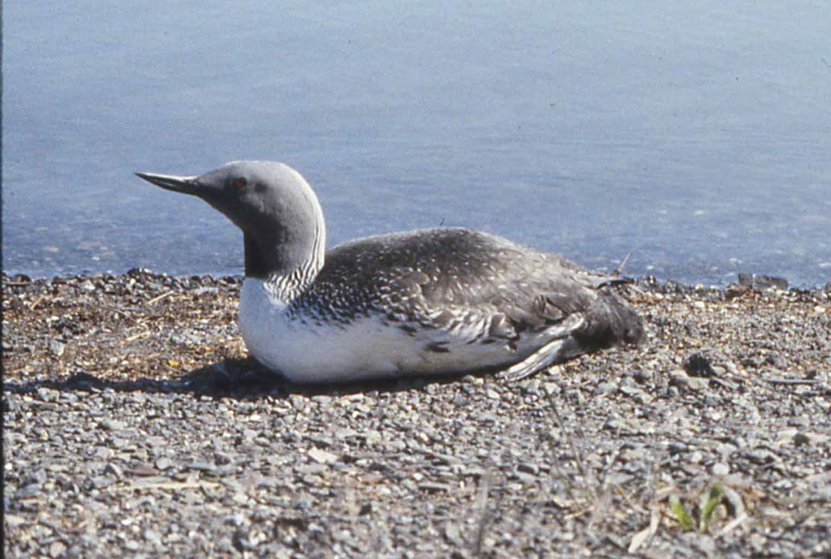 Red-throated Loon - André Desrochers